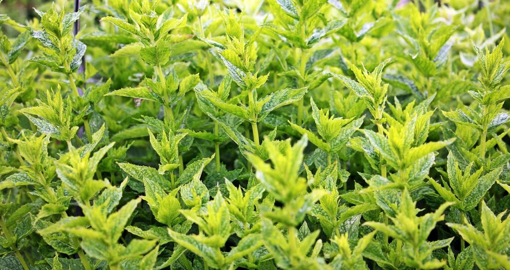 mint, green mint, plant, herbal plant, medicinal herbs, aroma, garden, tea herbs, nature, tea, healthy, green, herbs, scented herb, culinary herbs, healing, medicinal plant, taste, health, fresh, bed, drink, peppermint tea, leaves, mint tea, mint, mint, mint, mint, mint