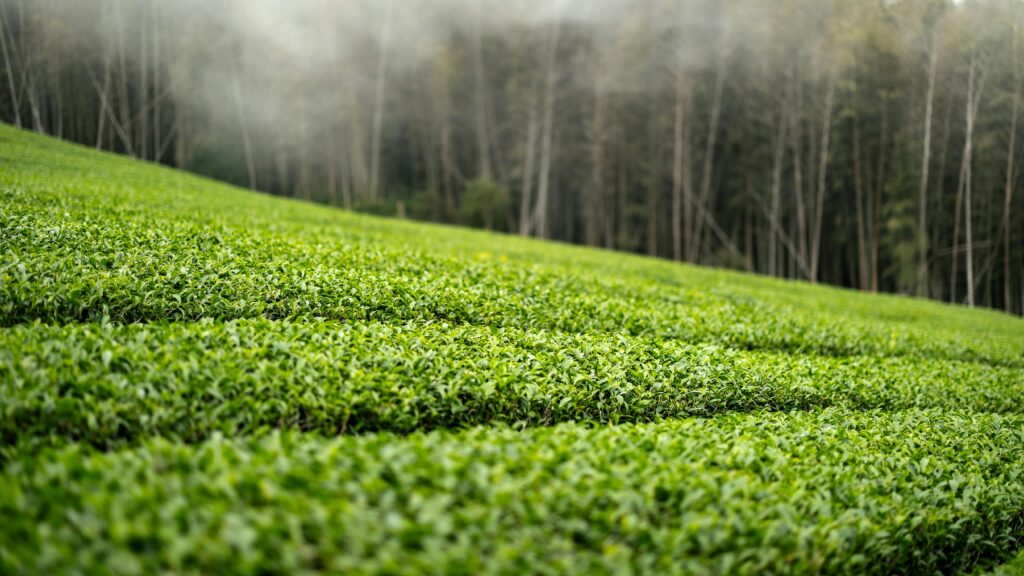 Serene view of a lush tea plantation in Taiwan under a misty ambiance, perfect for nature lovers.