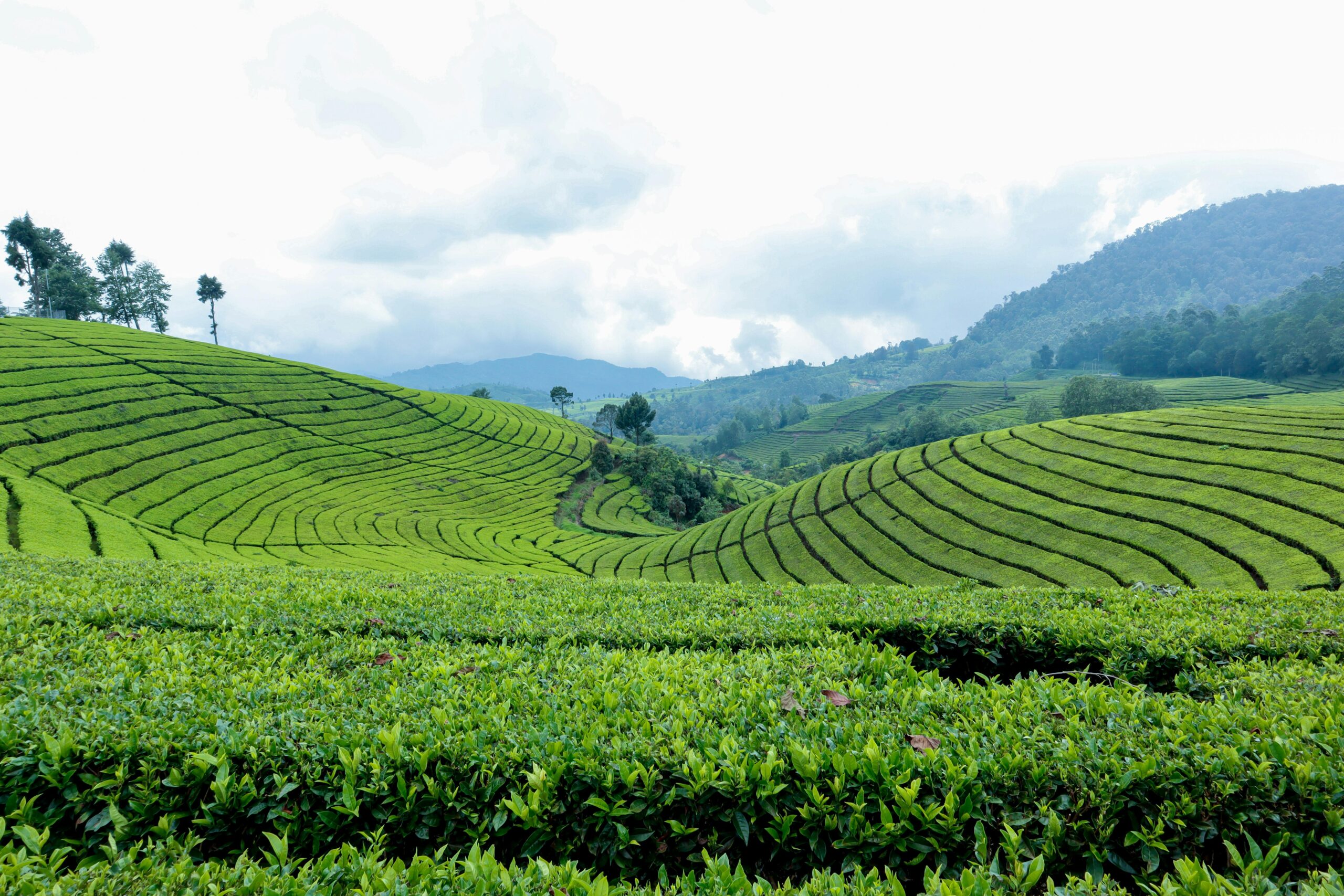 Discover the vibrant green landscape of tea plantations in Kecamatan Cimaung, Indonesia.